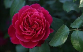 大兴月季园， 月季花开的美丽世界