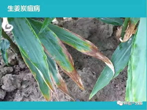菠萝莓越夏管理，关注高温、病虫害防治及水分管理