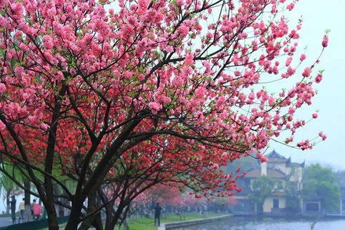 碧桃修剪，你懂了吗？