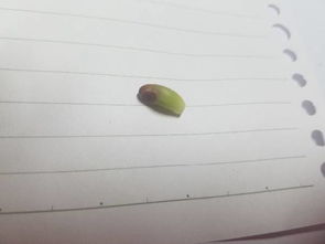 虹之玉斑点如何处理？能否彻底根除