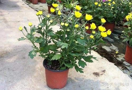 菊花种植， 肥料是个大问题