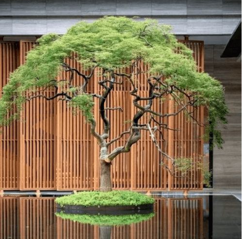 孤植树种的条件