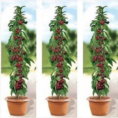 盆栽种植， 厚度有讲究