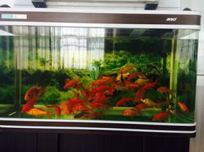 水草缸的美丽瞬间