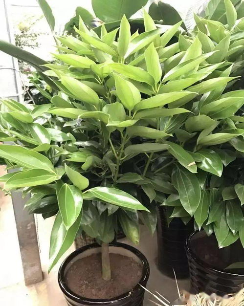 平安树土壤杀虫剂有效吗？如何治疗平安树上出现的虫害？