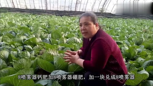 大棚包菜种植技巧分享