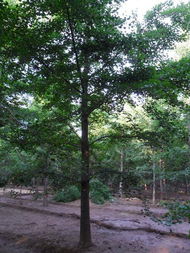 银杏树的经济价值