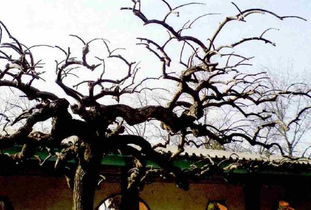 龙爪槐造型绑扎方法揭秘