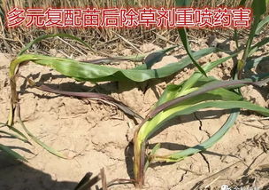 玉米卷叶问题解析