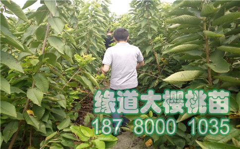 大樱桃拉枝后 如何选对除草剂