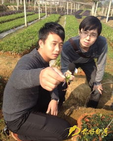 夏季苗木病虫害的种类和特点