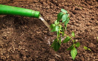 混合使用的效果