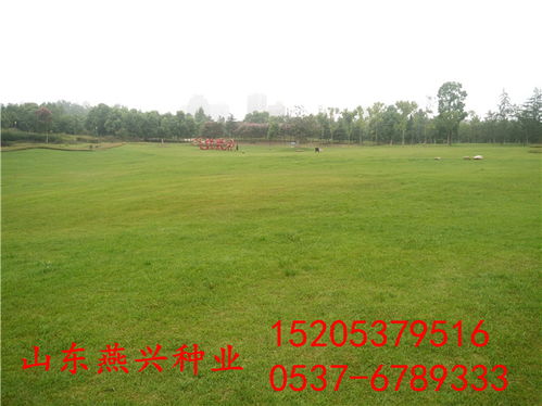 草坪种子的用量，到底是多少呢？