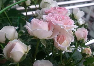 优点：美丽绽放的魅力