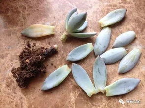 红丁香烂根了怎么办？根部腐烂了有哪些有效处理方法