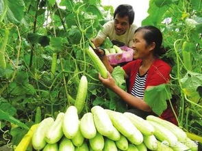 五月份种菜攻略：黄瓜、 西瓜、甜瓜