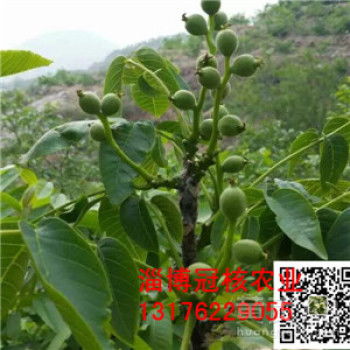 蓖麻种植前的准备工作