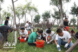 骆驼刺种植需要注意哪些养护要点，才能保证其健康生长