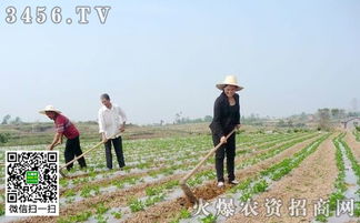 花生高产种植技巧分享