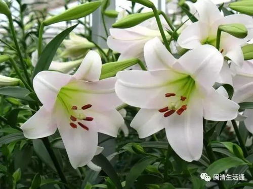 种植百合花时需要注意什么有哪些品种及名称的百合花图片可以参考？