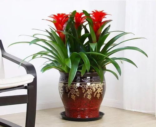 鸿运当头专用土配方，爆款花卉种植秘诀