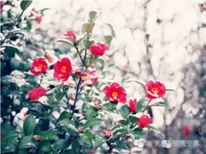 寒冬里，哪些花卉能在低温中绽放美丽