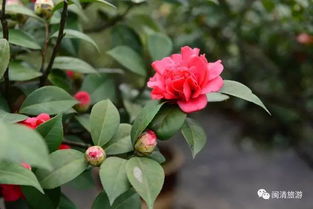 山茶花作为吉祥、坚韧的象征，其传统与美丽在哪些文化中得以传承