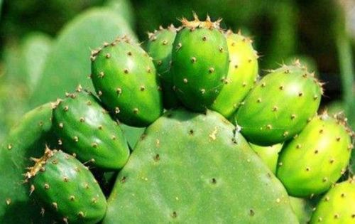 雪松种子的种植时机揭秘