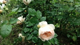 达芬奇月季秋季养护之剪枝与施肥大揭秘