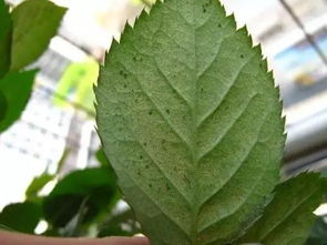 红蜘蛛， 这小东西真让人心疼