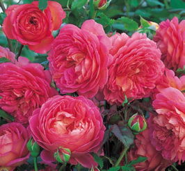 1、 摩纳哥公爵月季