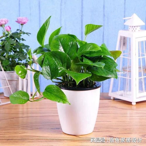 卫生间适合养什么花？观叶植物和绿萝准没错
