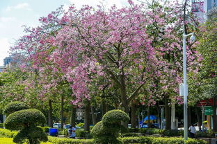 那到底有啥花值得堪呢？