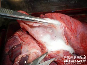 防控养殖动物传染性胸膜肺炎与弓形体混合感染