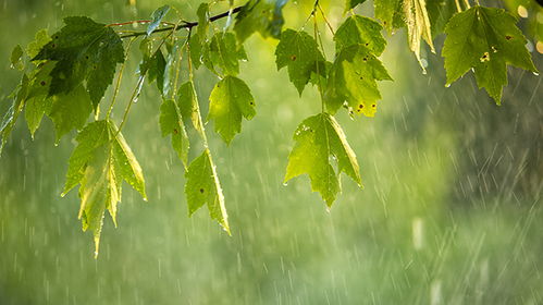 龙眼：对生产环境挑剔的花