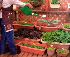 菜园里的烦恼：虫害与偷吃