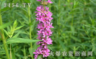 土壤的选择，千屈菜的床