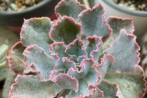 多肉用多菌灵浸泡时间揭秘