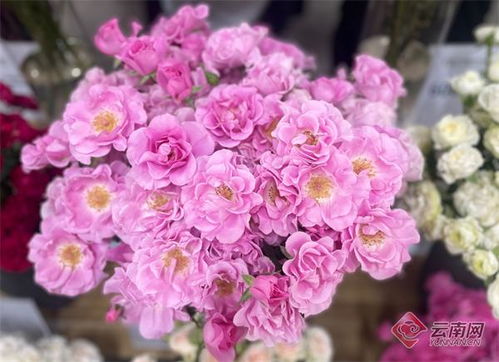 月季花香引游客， 美丽风景变“网红”