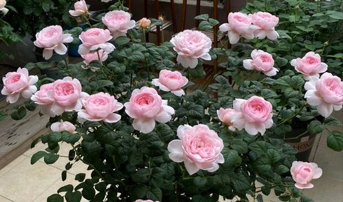 月季秋剪的重要性