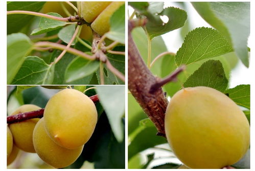 绑塑料膜，讲究个松紧适度