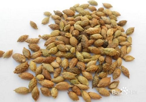 苍耳子幼苗不冒尖， 新手种植的烦恼解密