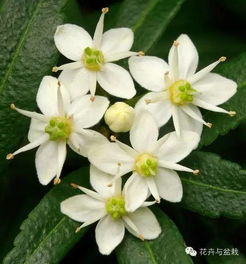 蕙兰：高雅奢华的盆栽佳品