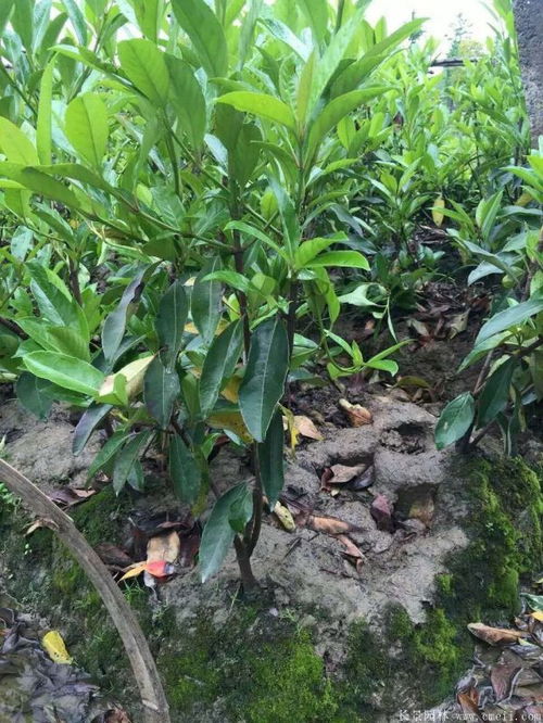 法国冬青的价格与种植小秘密