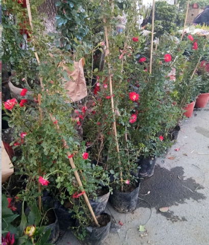 那些年的价格表