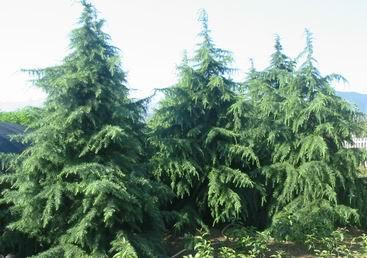 走进松雪斋的历史长河