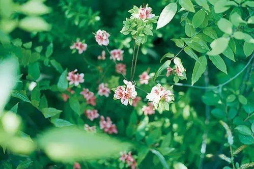 探秘这款神奇的扫花草识别软件