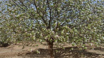 不同品种价格不同