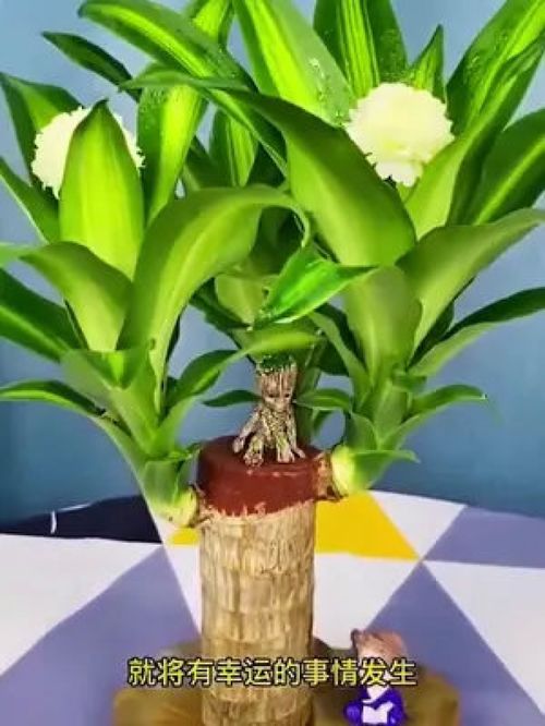 巴西木水养秘诀是什么？
