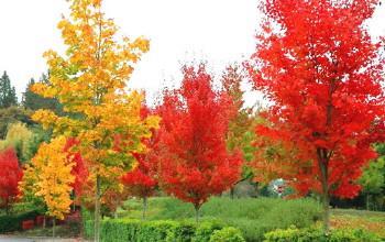 美国红枫叶子为何现在就变红变黄？